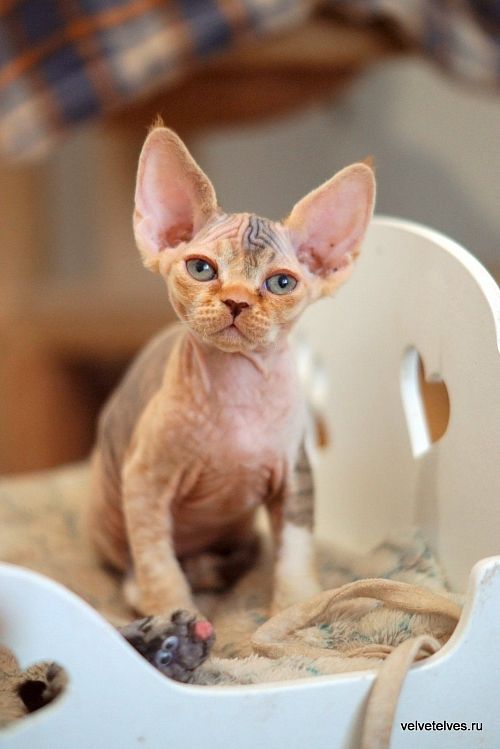 Котенок девон-рекс Una Stella - питомник Velvet Elves