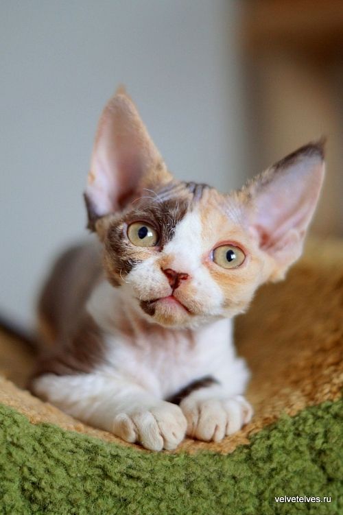 Котенок девон-рекс Una Mia - питомник Velvet Elves