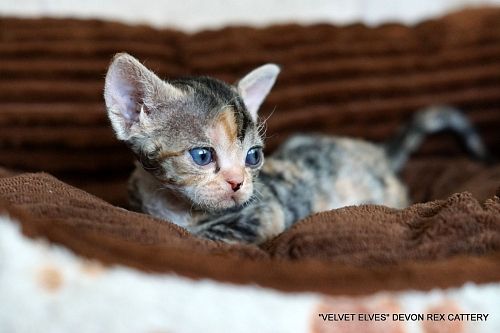 Котенок девон-рекс Thea - питомник Velvet Elves