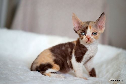 Котенок девон-рекс Una Mia - питомник Velvet Elves