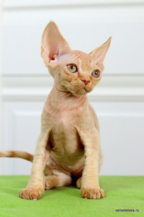 Котенок девон-рекс Umberto - питомник Velvet Elves