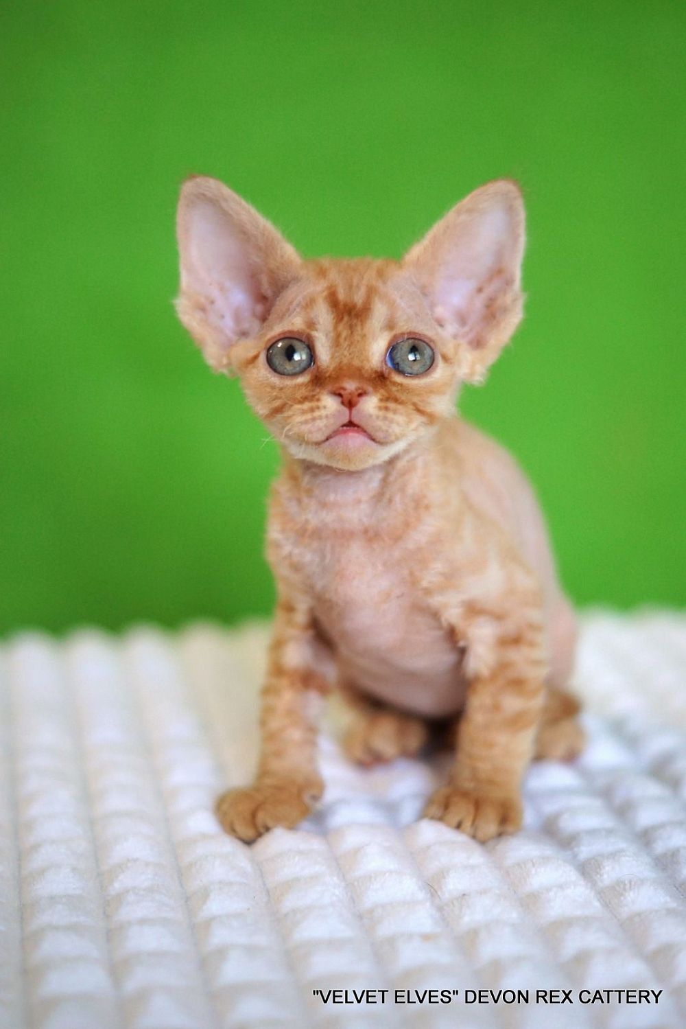 Котенок девон рекс Tywin