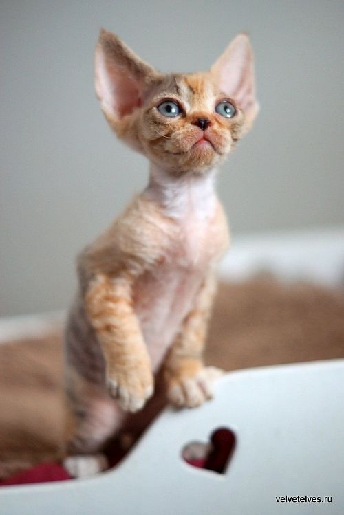 Котенок девон-рекс Ulla Mia - питомник Velvet Elves