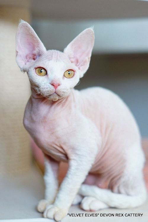 Котенок девон-рекс Yuki Snow - питомник Velvet Elves