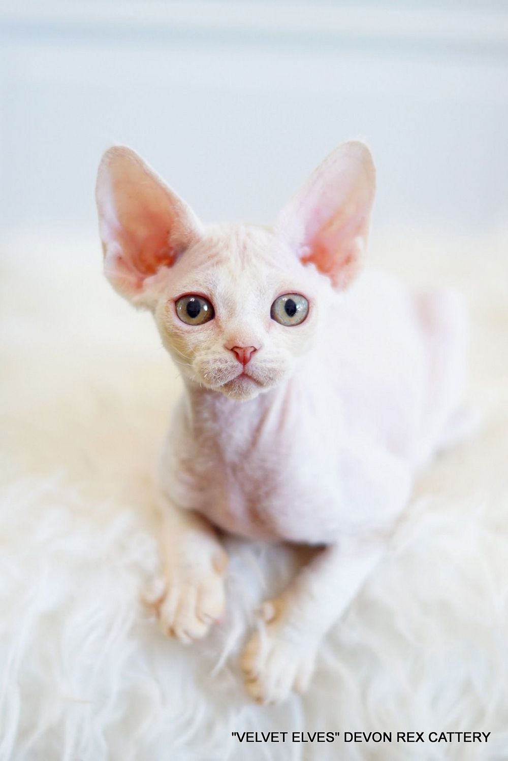 Котенок девон рекс Yuki Snow