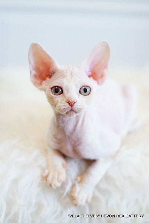 Котенок девон-рекс Yuki Snow - питомник Velvet Elves