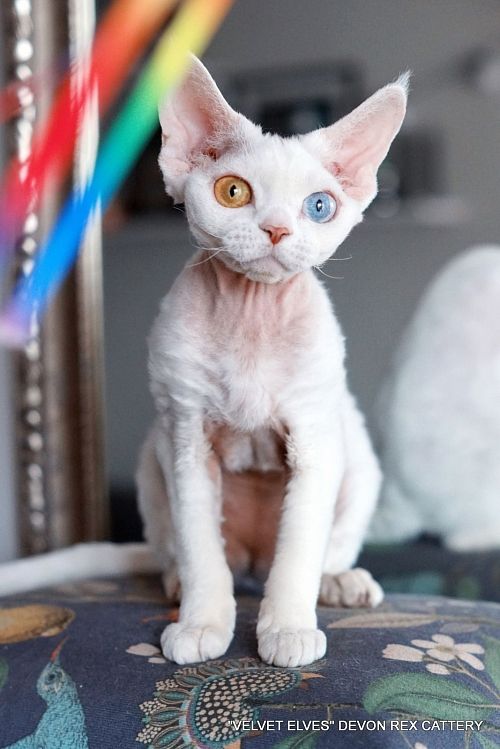 Котенок девон-рекс JoyKiss - питомник Velvet Elves