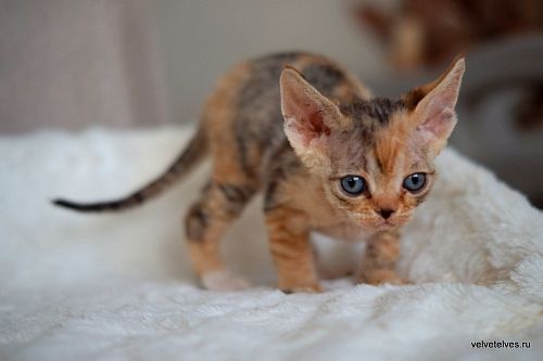Котенок девон-рекс Ulla Mia - питомник Velvet Elves