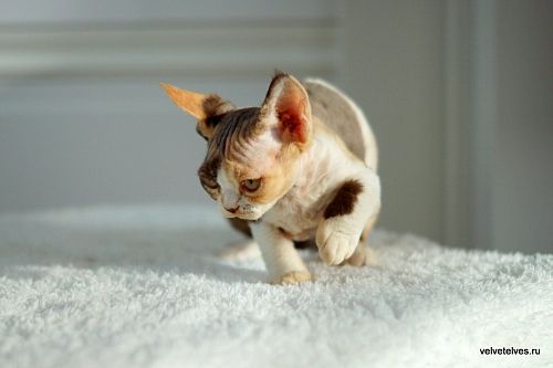 Котенок девон-рекс Una Mia - питомник Velvet Elves