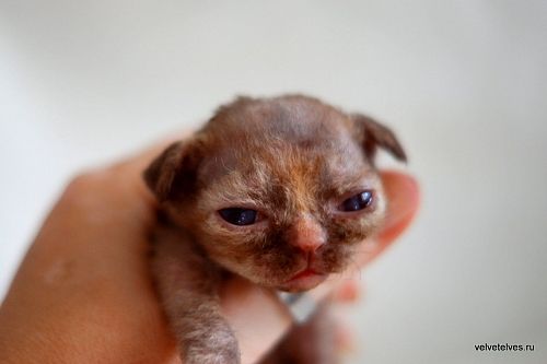 Котенок девон-рекс Unique Pearl - питомник Velvet Elves