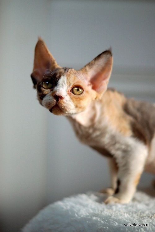 Котенок девон-рекс Una Mia - питомник Velvet Elves