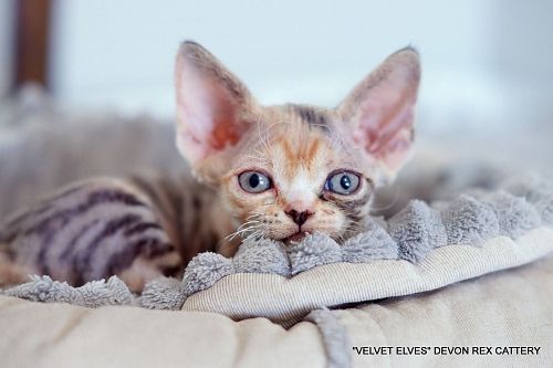 Котенок девон-рекс Taissa - питомник Velvet Elves