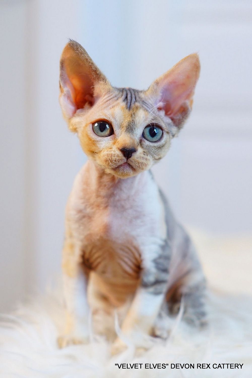 Котенок девон рекс Ximi Joy