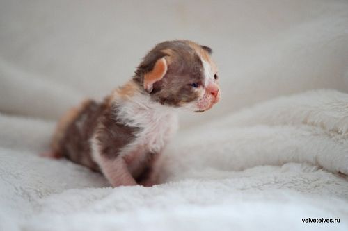 Котенок девон-рекс Una Mia - питомник Velvet Elves