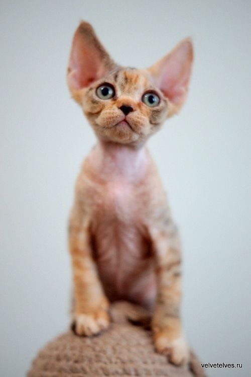 Котенок девон-рекс Ulla Mia - питомник Velvet Elves