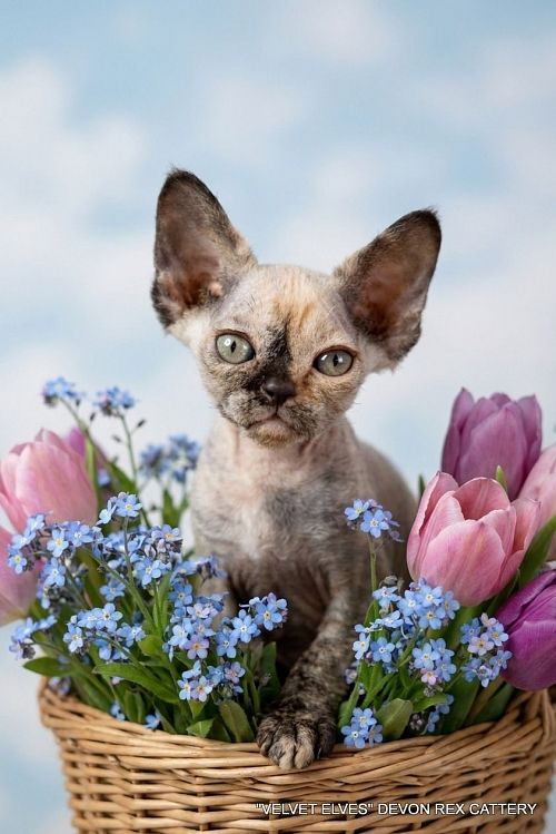 Котенок девон-рекс Vivien - питомник Velvet Elves