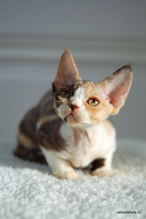 Котенок девон-рекс Una Mia - питомник Velvet Elves