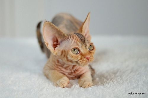 Котенок девон-рекс Una Stella - питомник Velvet Elves