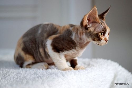 Котенок девон-рекс Una Mia - питомник Velvet Elves
