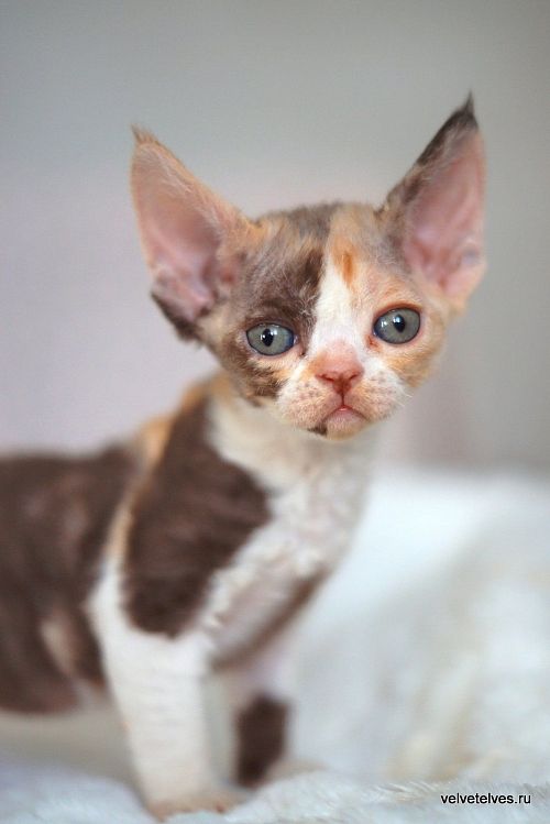 Котенок девон-рекс Una Mia - питомник Velvet Elves