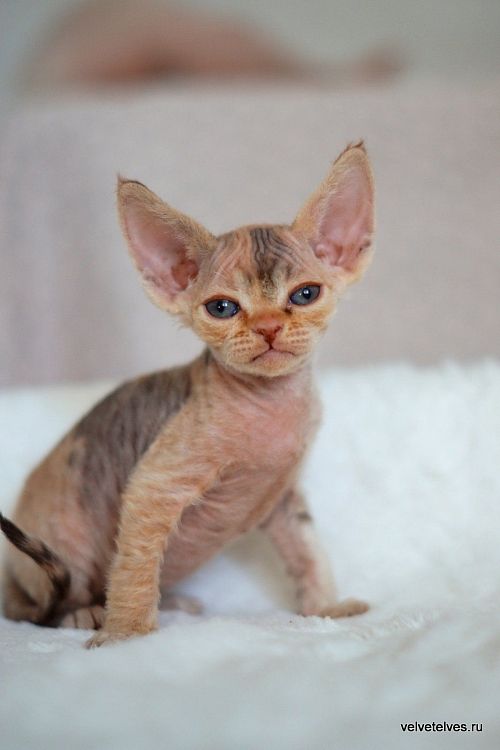 Котенок девон-рекс Una Stella - питомник Velvet Elves