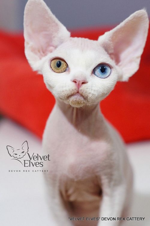 Котенок девон-рекс U-Jean - питомник Velvet Elves