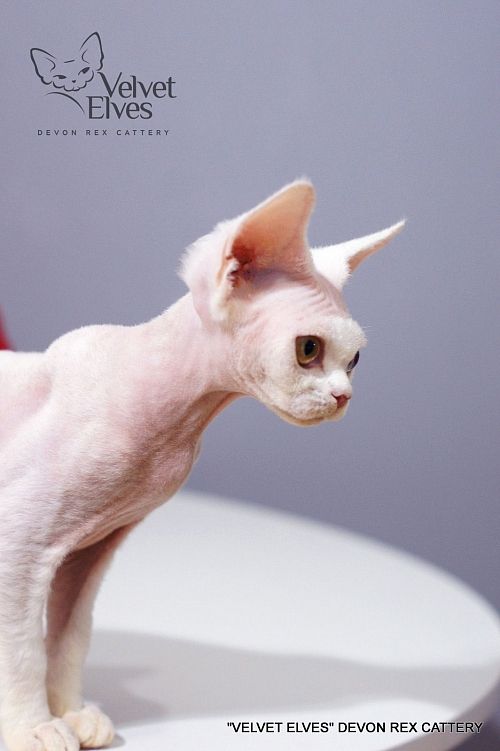 Котенок девон-рекс U-Jean - питомник Velvet Elves