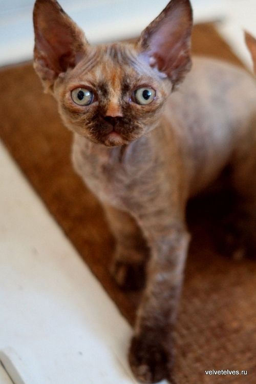 Котенок девон-рекс Unique Pearl - питомник Velvet Elves