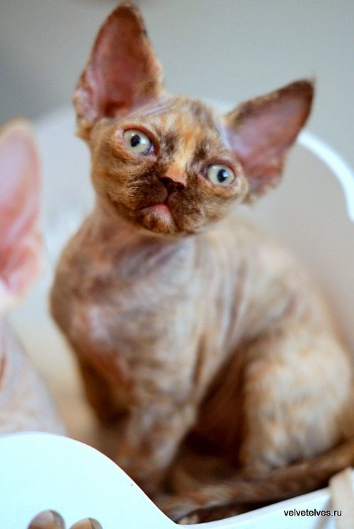 Котенок девон-рекс Unique Pearl - питомник Velvet Elves