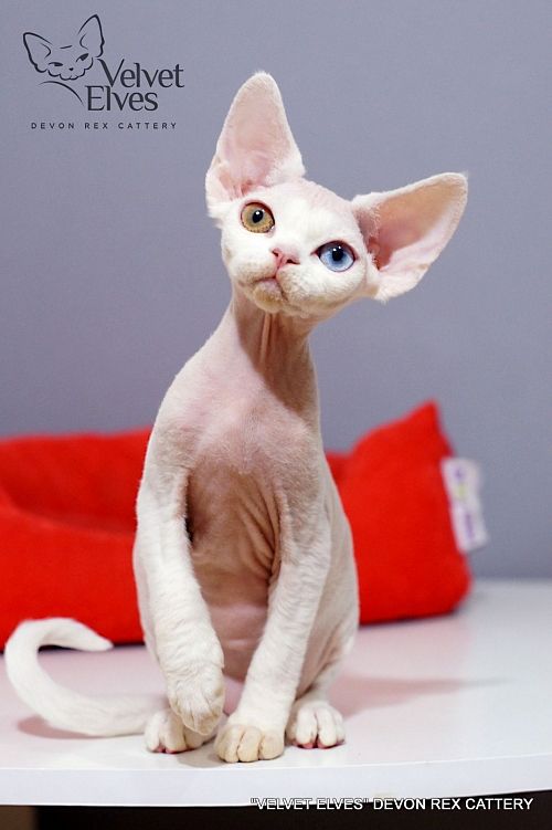 Котенок девон-рекс U-Jean - питомник Velvet Elves