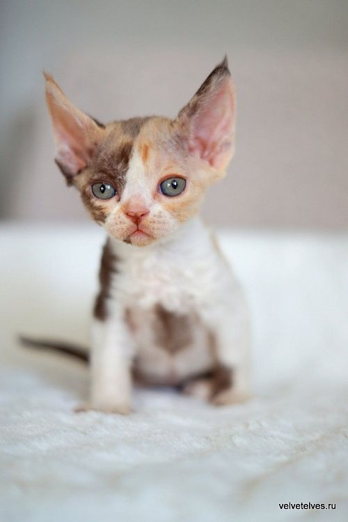 Котенок девон-рекс Una Mia - питомник Velvet Elves