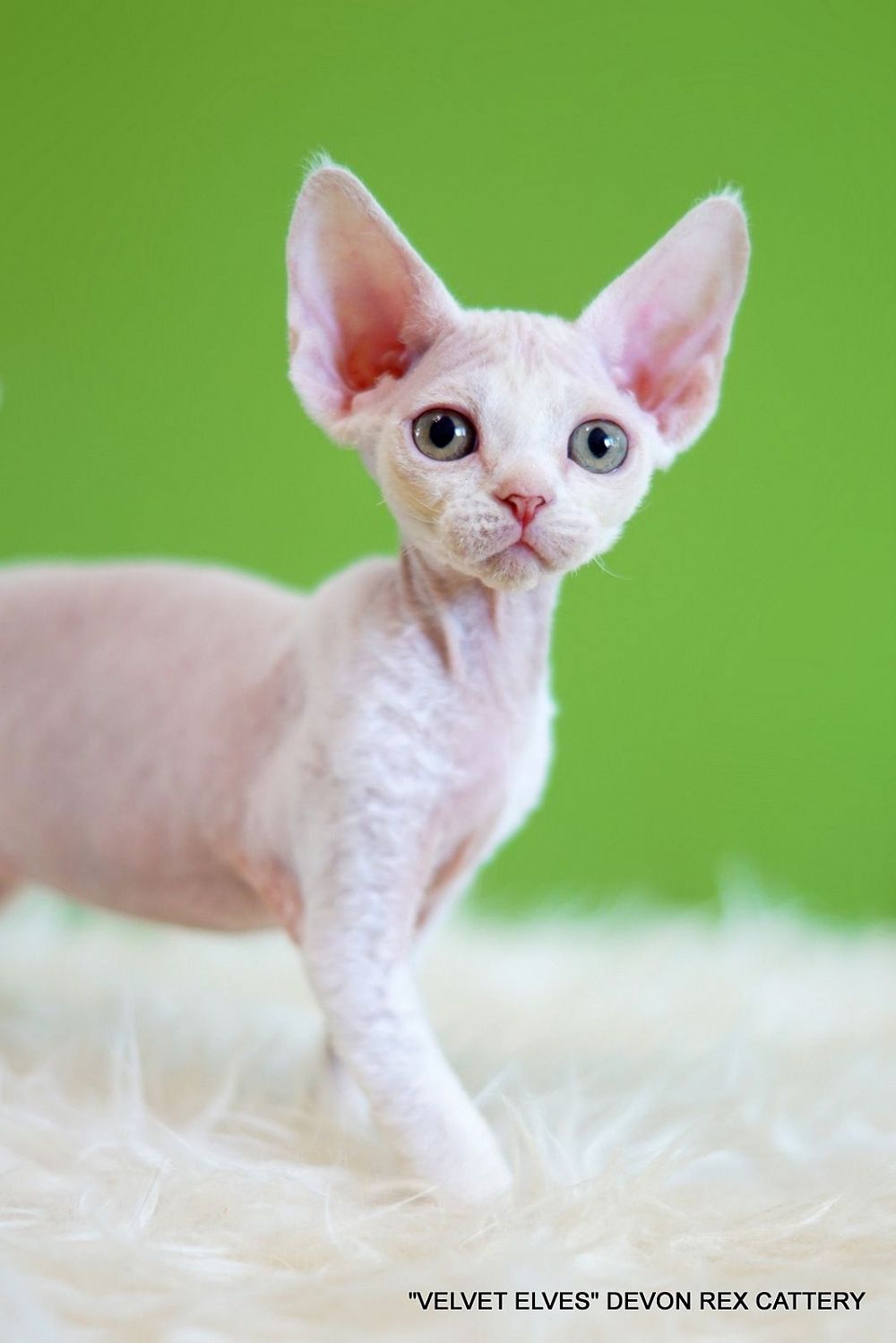 Котенок девон рекс Yuki Snow