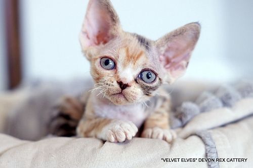 Котенок девон-рекс Taissa - питомник Velvet Elves