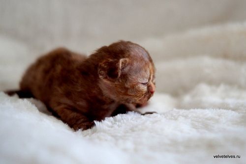 Котенок девон-рекс Unique Pearl - питомник Velvet Elves