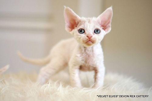 Котенок девон-рекс Valdis - питомник Velvet Elves