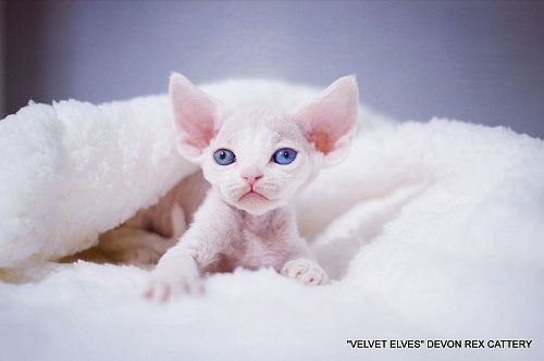 Котенок девон-рекс U-Jean - питомник Velvet Elves