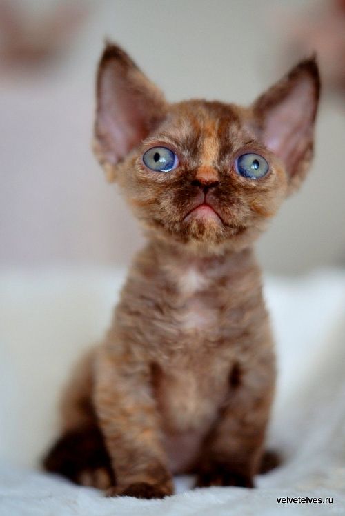 Котенок девон-рекс Unique Pearl - питомник Velvet Elves