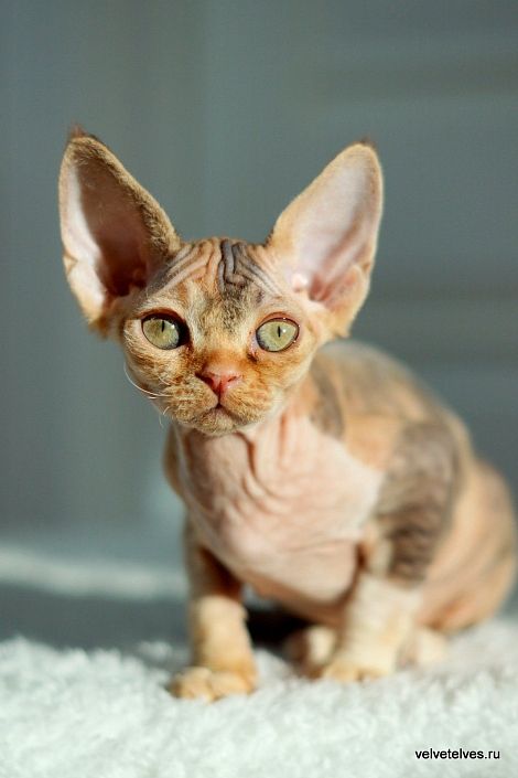 Котенок девон рекс Una Stella в Москве питомник Велвет Элвес