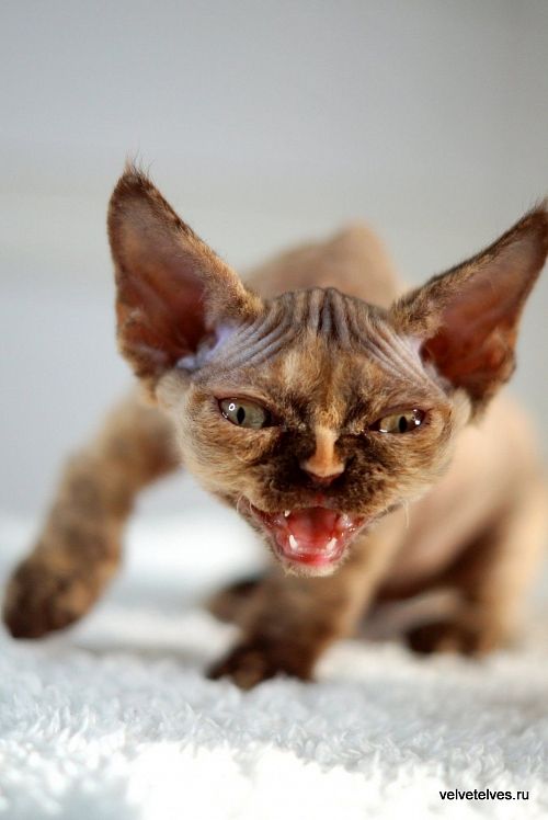 Котенок девон-рекс Unique Pearl - питомник Velvet Elves