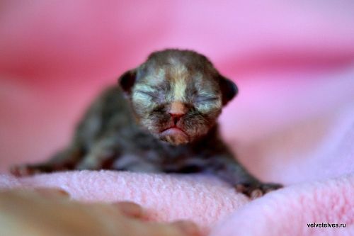 Котенок девон-рекс Unique Pearl - питомник Velvet Elves