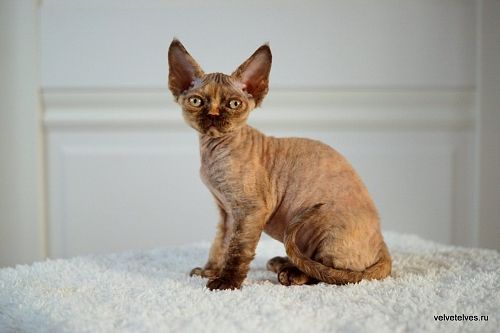 Котенок девон-рекс Unique Pearl - питомник Velvet Elves