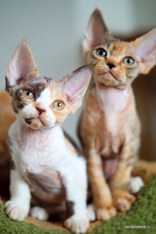 Котенок девон-рекс Una Mia - питомник Velvet Elves