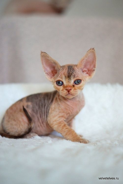 Котенок девон-рекс Una Stella - питомник Velvet Elves