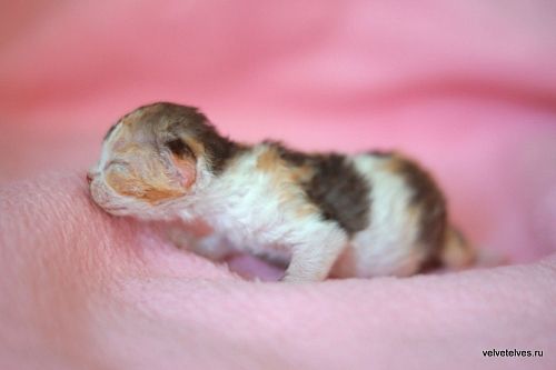 Котенок девон-рекс Una Mia - питомник Velvet Elves