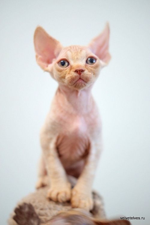 Котенок девон-рекс Umberto - питомник Velvet Elves