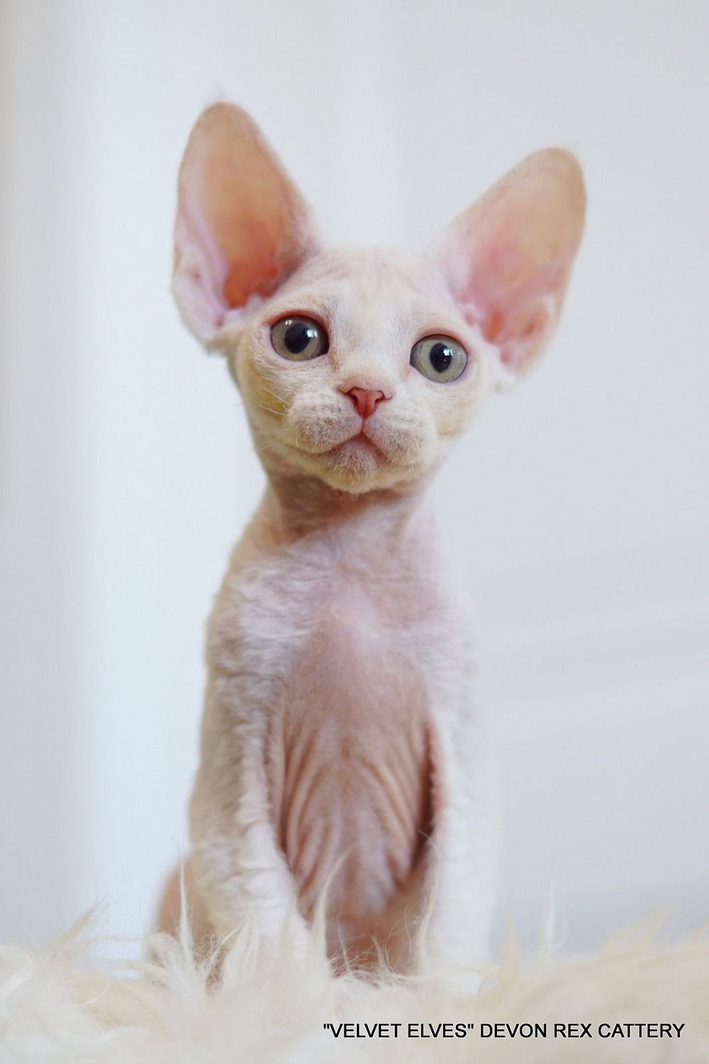 Котенок девон рекс Yuki Snow