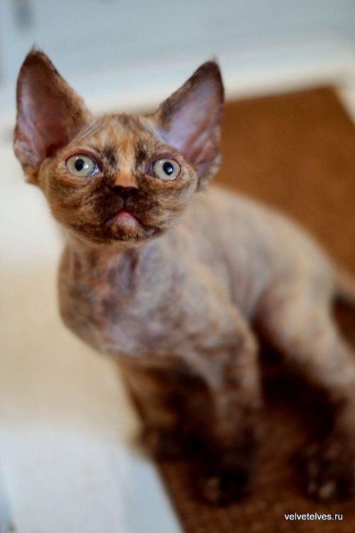 Котенок девон-рекс Unique Pearl - питомник Velvet Elves