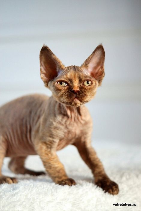 Котенок девон рекс Unique Pearl в Москве питомник Велвет Элвес
