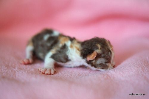 Котенок девон-рекс Una Mia - питомник Velvet Elves