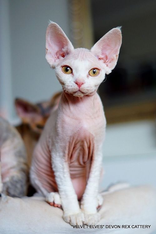 Котенок девон-рекс Yuki Snow - питомник Velvet Elves